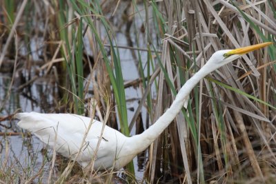 Great Egret