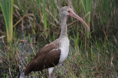 White ibis