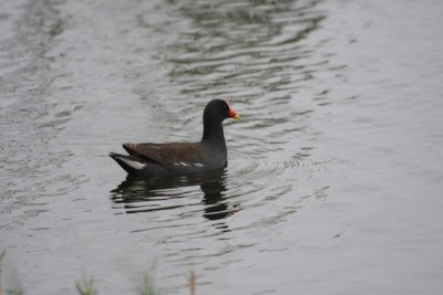 Common gallinule