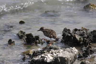 Ruddy Turnstone (non-breeding plumage)