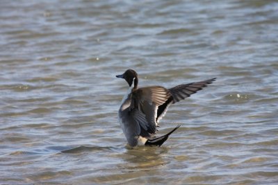 Northern Pintail