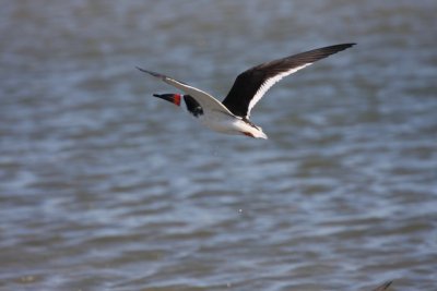 Black Skimmer
