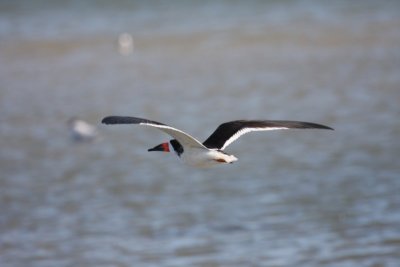Black Skimmer