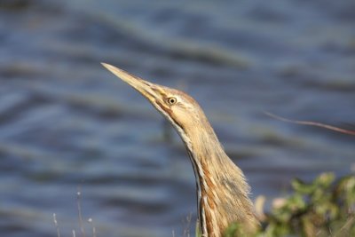 Egrets, Herons, Ibises, Spoonbills and Bitterns