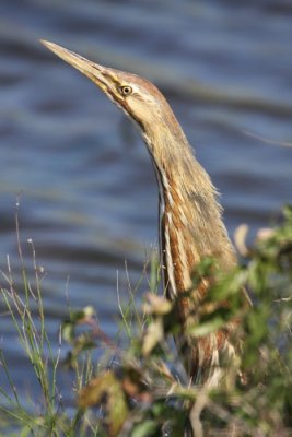 American Bittern