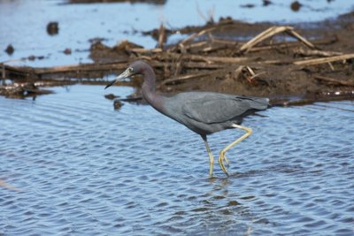 Little Blue Heron