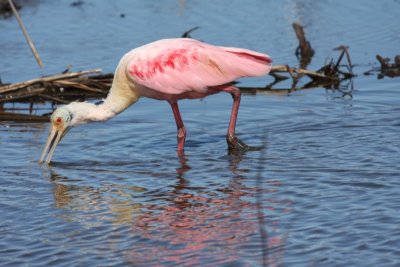Roseate spoonbill