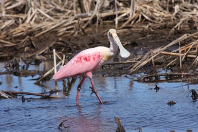 Roseate spoonbill
