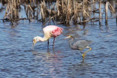 Roseate spoonbill and Tricolored heron
