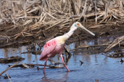 Roseate spoonbill