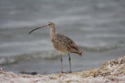 Long-billed Curlew