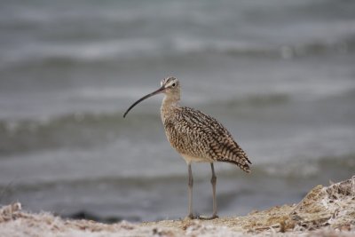 Long-billed Curlew