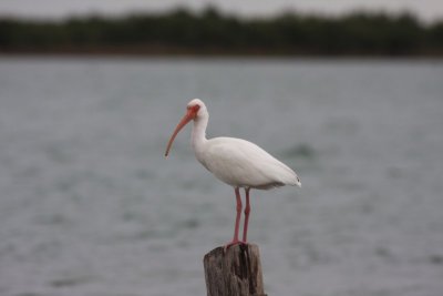 White ibis