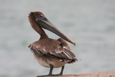 Brown Pelican (immature)