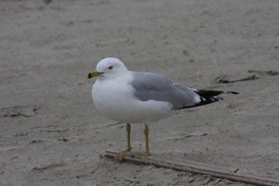 Ring-billed Gull