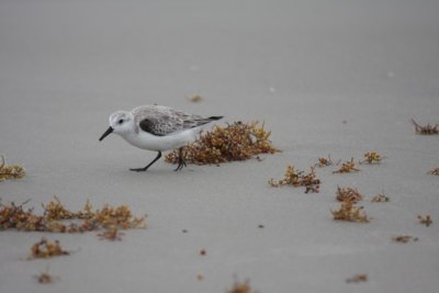 Sanderling