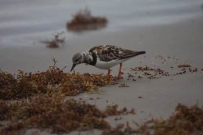 Ruddy Turnstone