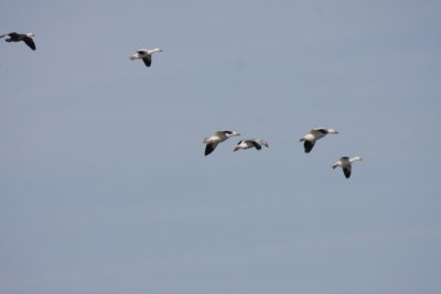 Snow geese