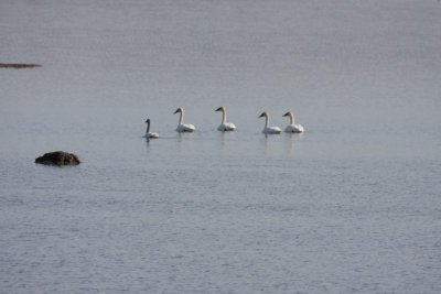 Trumpeter swans