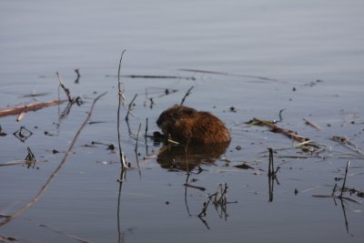 Muskrat