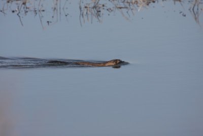 Muskrat