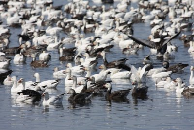 Snow geese