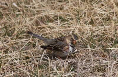 Harris's Sparrow