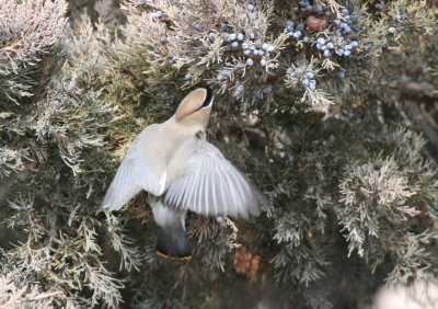 Cedar Waxwing