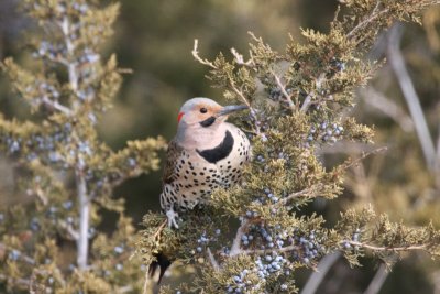 Northern Flicker