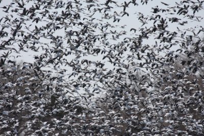 Snow Geese