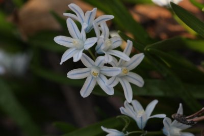 Striped squill