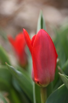 Tulips