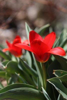 Tulips (two days later)