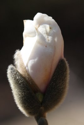 Magnolia Bud