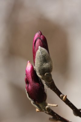 Magnolia Buds