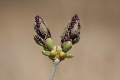 Lilac Bud