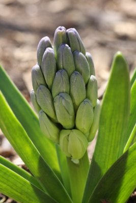 Hyacinth