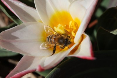 Tulip with Honeybee
