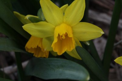 Narcisus