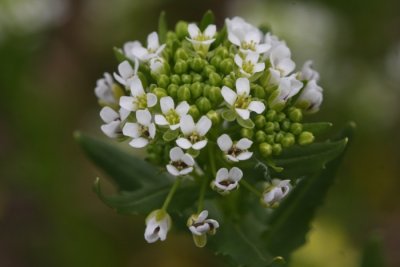 Field pennycress