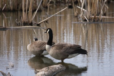 Canada Geese