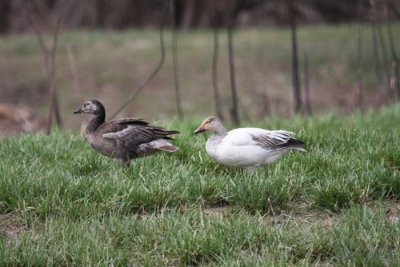 Snow Geese