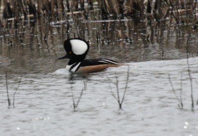 Hooded Merganser