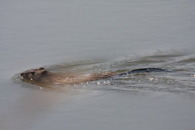 Muskrat