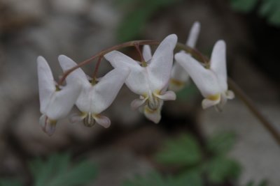 Dutchman's breeches