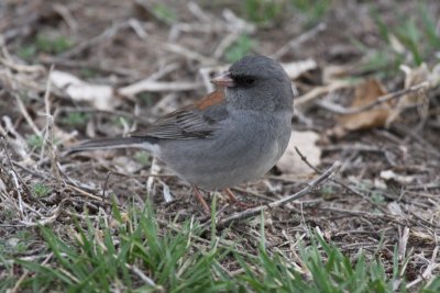 Gray-headed Junco