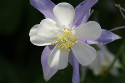 Columbine