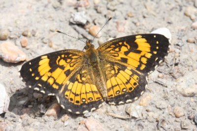 Silvery Checkerspot