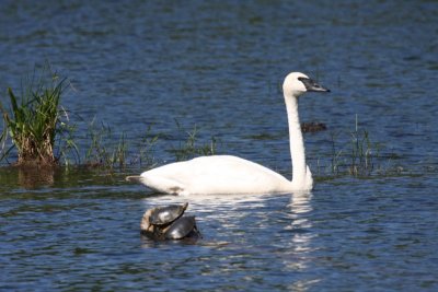 Trumpeter swan