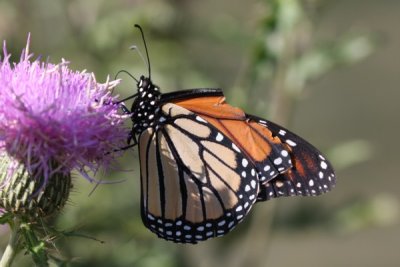 Monarch